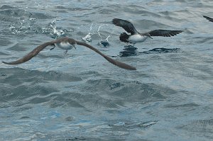 Shearwater, Audobon's, 2004-11014552